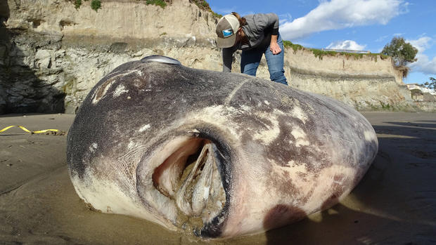 7-foot fish washed up on Southern California beach 