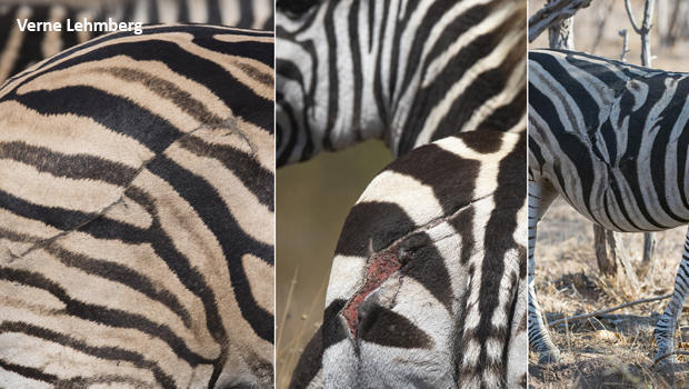 zebras-with-lion-claw-scars-620.jpg 