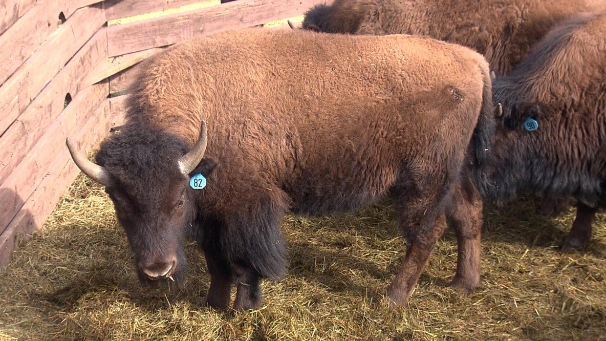 Colorado Tradition Continues Bison Get Auctioned Off CBS Colorado