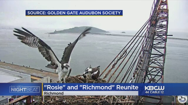 rosie-and-richmond-mated-osprey.jpg 