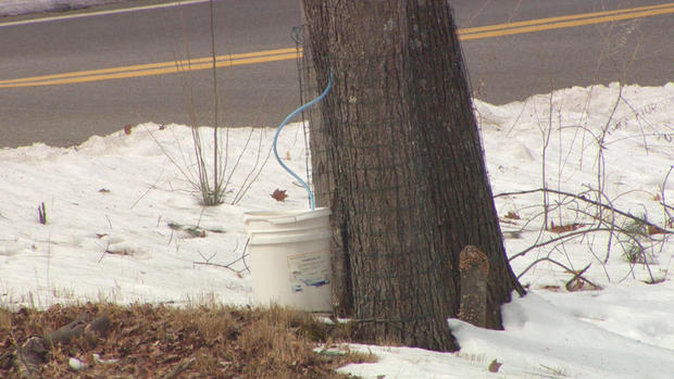 maple syrup tree tap 