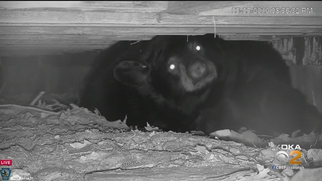black-bear.jpg 