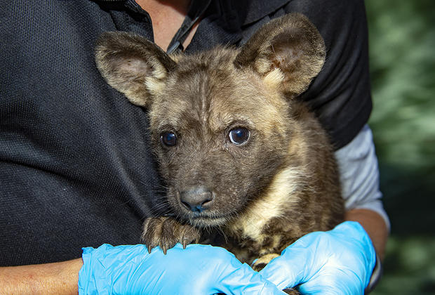 African Painted Dog puppy 