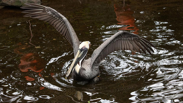 national-aviary-pelican-2 