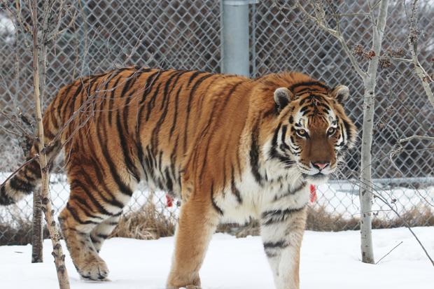 Yuri tiger Denver Zoo 
