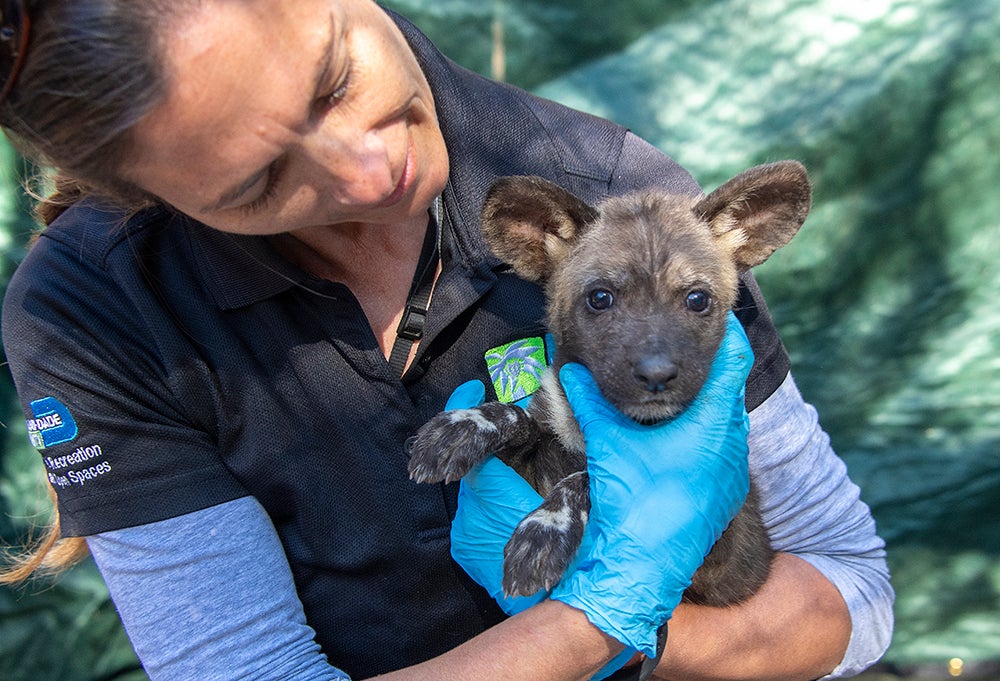 PIX Zoo Miami Reveals New Litter Of Endangered African Painted Dog Puppies