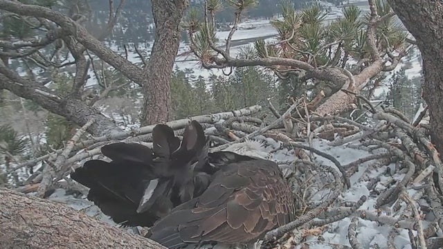 bald-eagle-cam.jpg 