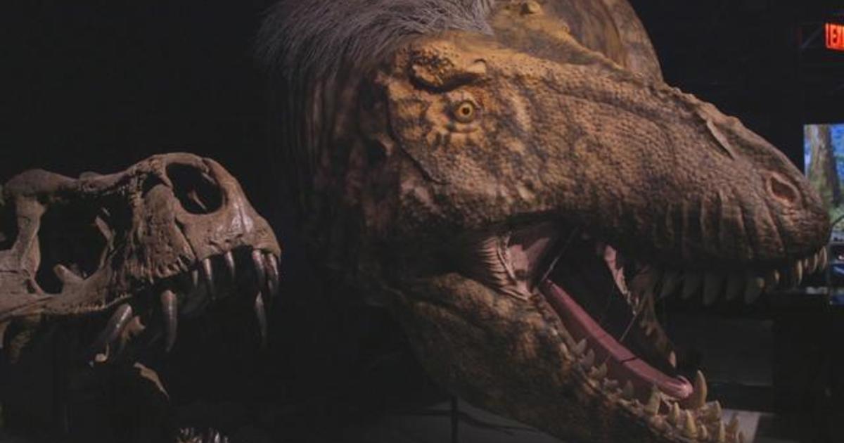 T. rex's ferocious image may have just taken a hit - CBS News