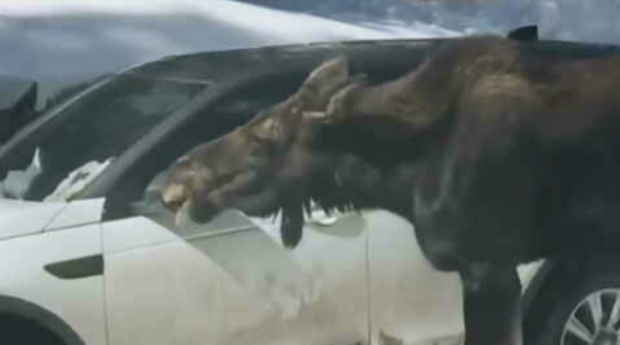 moose licking car2 