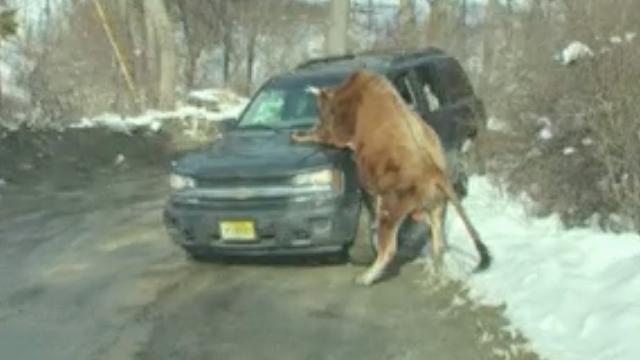 bull-shot-1.jpg 