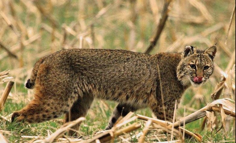 Bobcat Harvest Up 8 Percent To 343 In Illinois This Year CBS Chicago