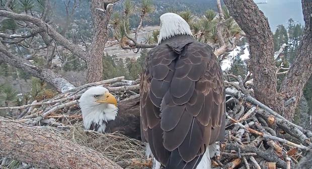 Bald Eagle In Big Bear Lays Second Egg As World Looks On 