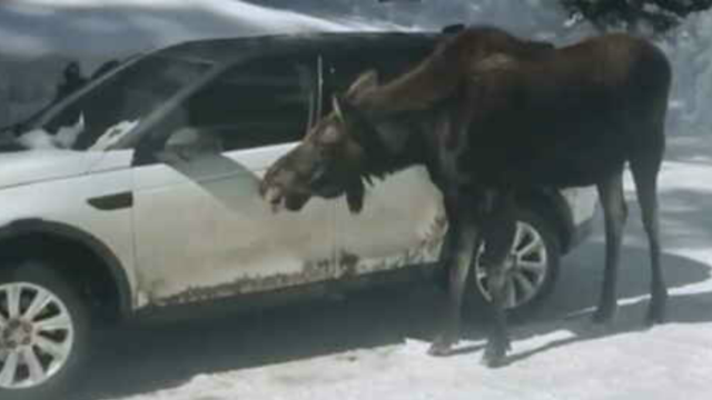 moose-licking-car.png 