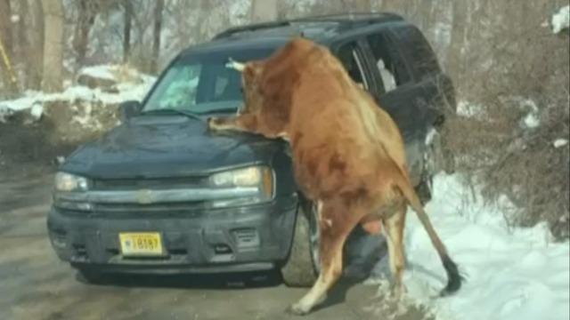 cbsn-fusion-out-of-control-bull-attacks-owner-new-jersey-thumbnail-1801773-640x360.jpg 
