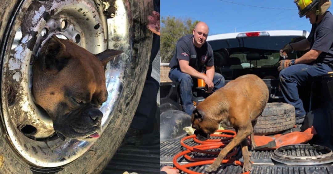 Grand Prairie Firefighters Rescue Dog After Head Got Stuck In Wheel Rim ...