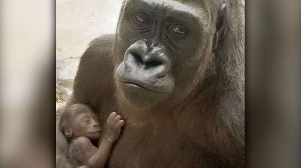Dallas zoo baby gorilla 