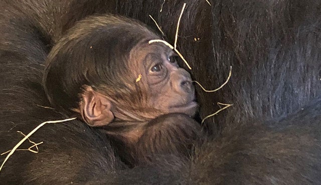 Dallas zoo baby gorilla 