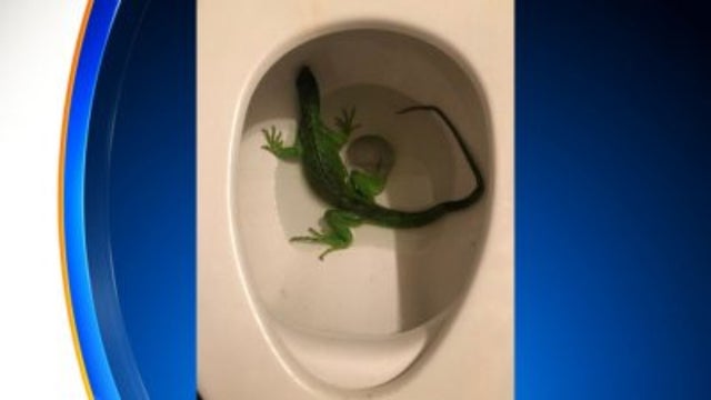 iguana-1.jpg 