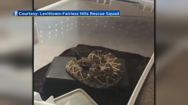 rattlesnake.png 