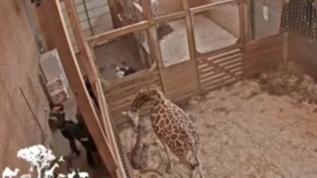 giraffe.jpg 