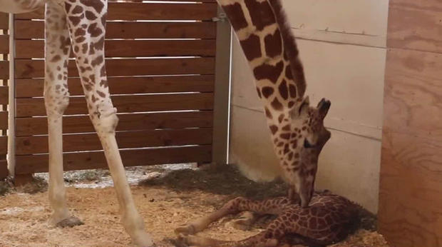 April the giraffe gives birth again 