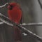 Nature: Cardinals in the snow