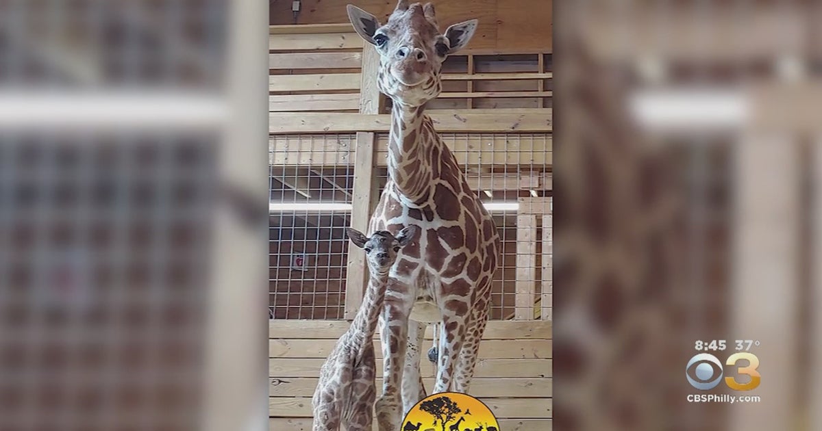 April The Giraffe Gives Birth To 5th Calf - CBS Philadelphia