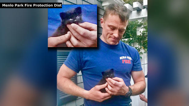Menlo Park Fire Protection District Firefighter with Rescued Kitten 