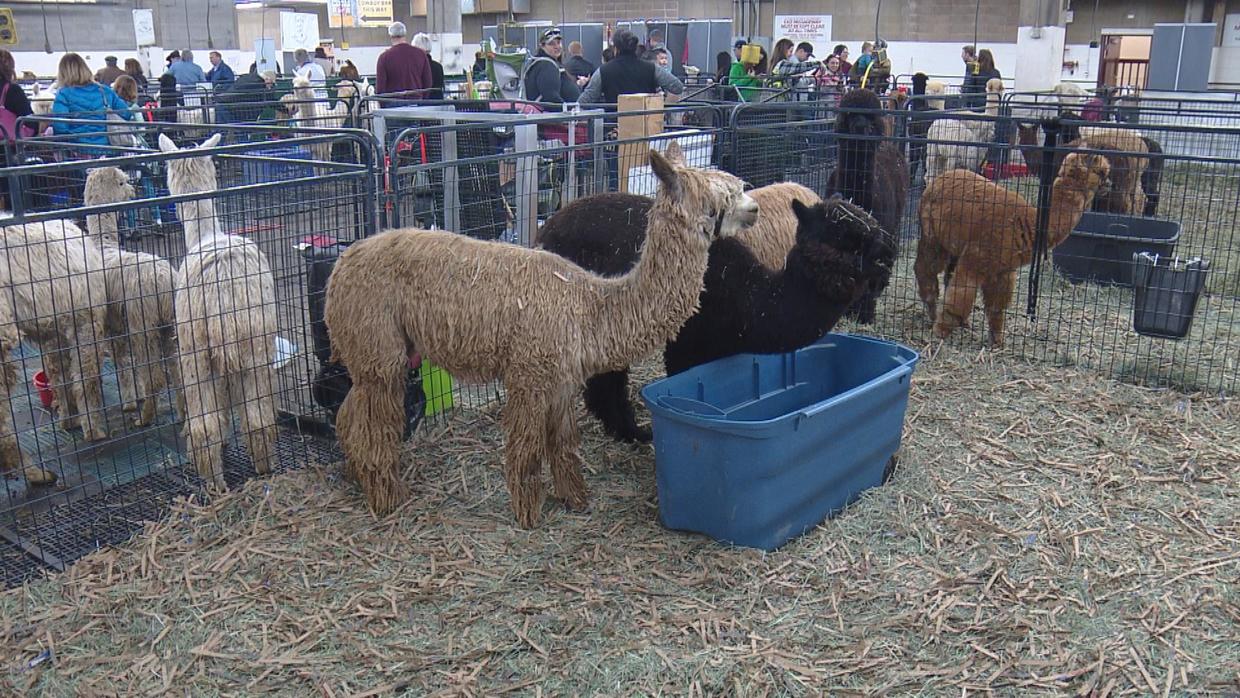 National Alpaca Show Returns To Denver CBS Colorado
