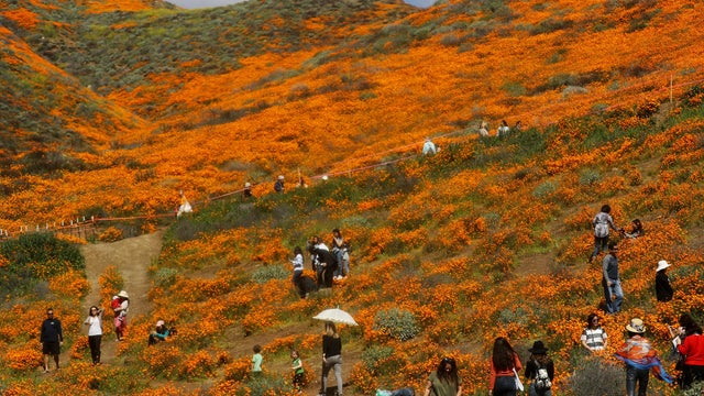 Wet Winter Weather Brings 'Super Bloom' Of Wildflowers To California 