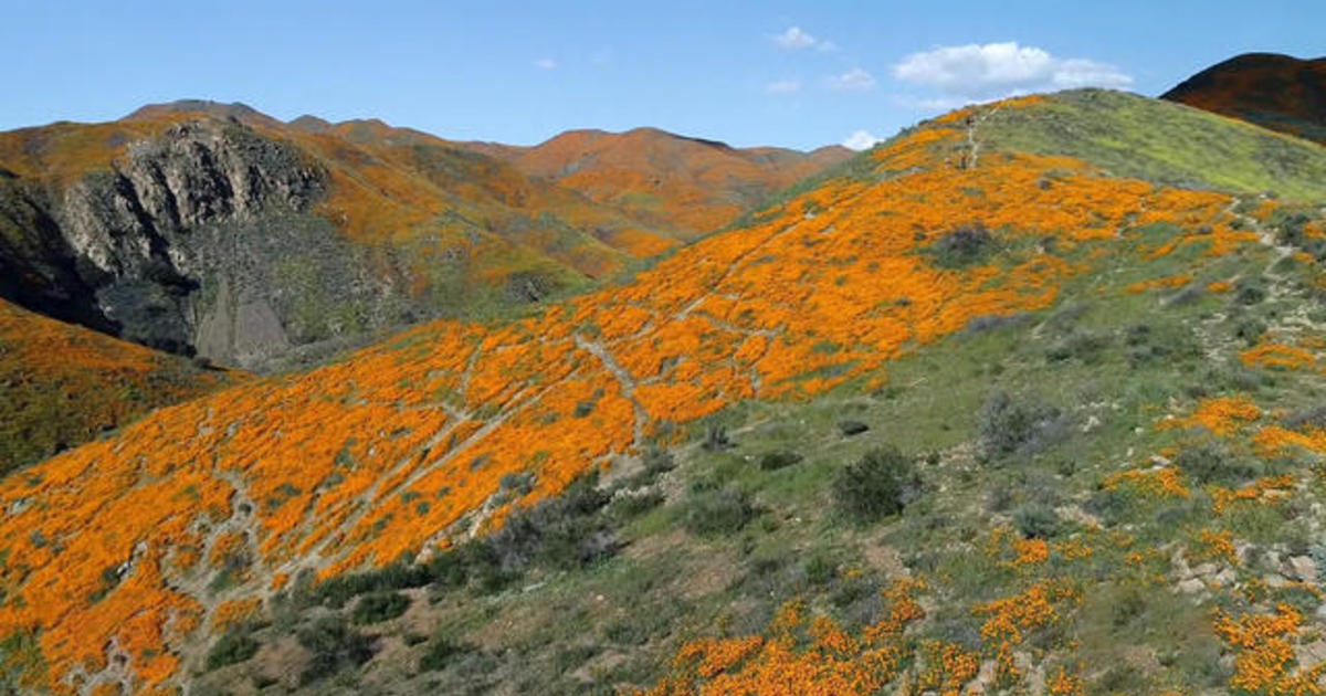 California could see a wildflower superbloom this year — what is that, and how can you see it?