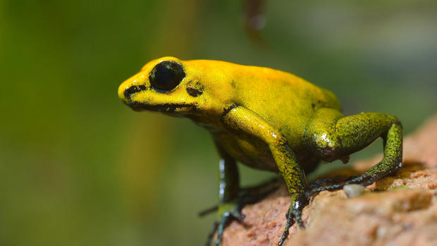 Golden Poison Arrow Frog 