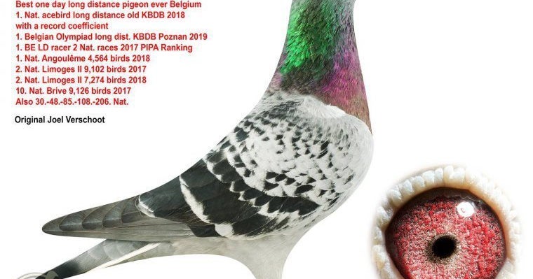 Racing Pigeon Fetches Record $1.4 Million At Auction - Good Day Sacramento