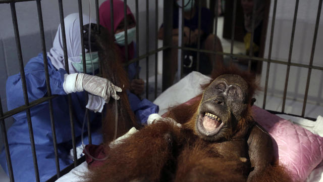 CORRECTION Indonesia Orangutan 