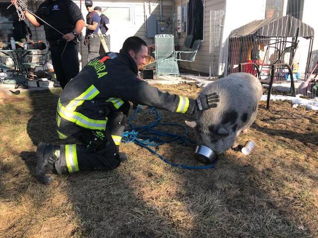 Pig Rescue 