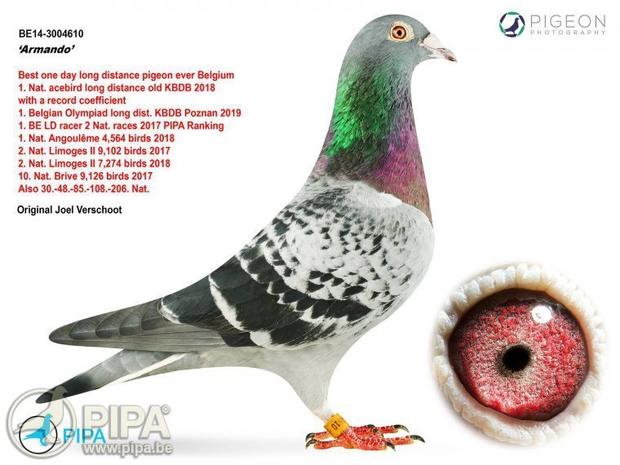 Chinese buyer bids record $1.4 million for racing pigeon 