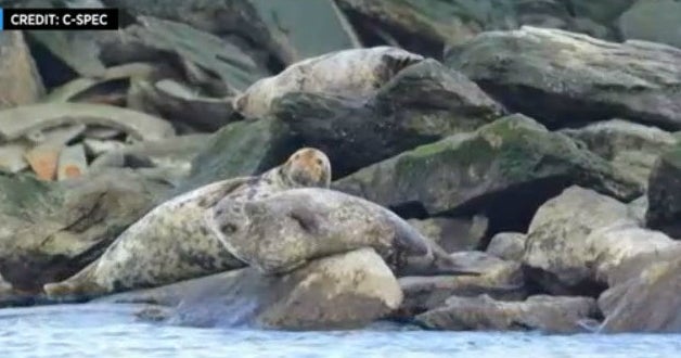 Local Researchers On A Mission To Document All The Seals Living In The