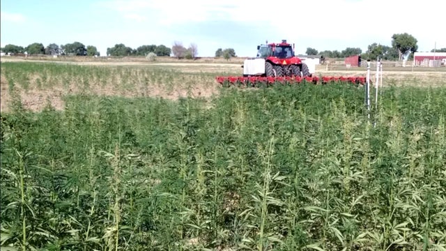 hemp-1.jpg 