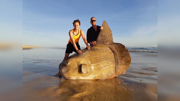 Giant Sunfish 