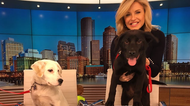 wbz-dog-adoption.jpg 