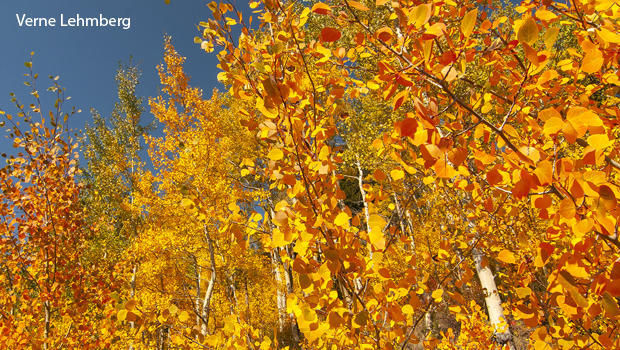 grand-canyon-a-grove-of-aspens-in-the-fall-boreal-forest-verne-lehmberg-620.jpg 