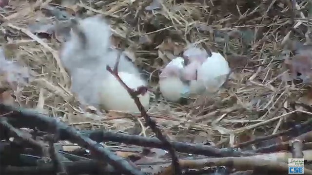 hays-both-eaglets.jpg 