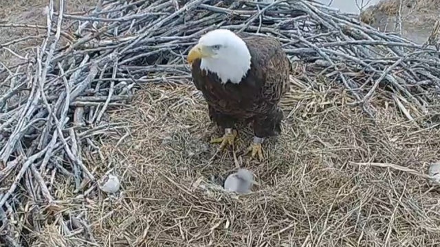 eaglet.jpg 