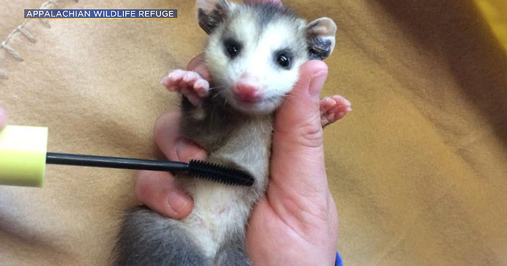 Recycling Mascara Wands For Wildlife Helps Tiny Animals Survive CBS