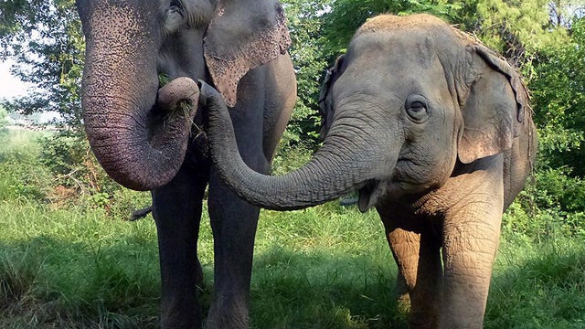 Day To Remember: Elephant Celebrates Freedom After 50 Years In Chains 