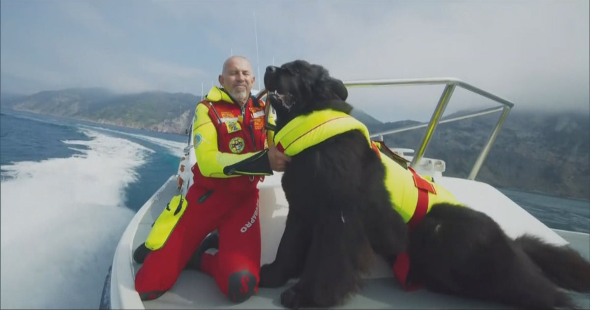 Superpower Dogs IMAX Movie Highlights Amazing Work Of Canine Heroes ...