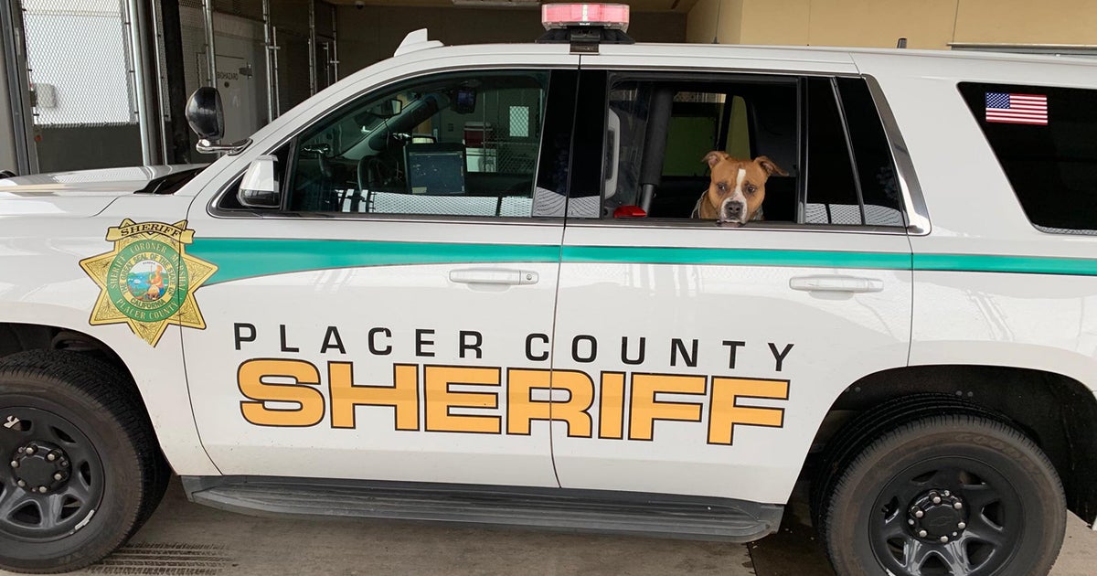 Placer Co. Deputy Rescues Dog Nearly Hit By Several Cars, School Bus