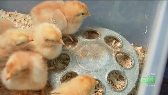 havertown-rescued-chicks.jpg 