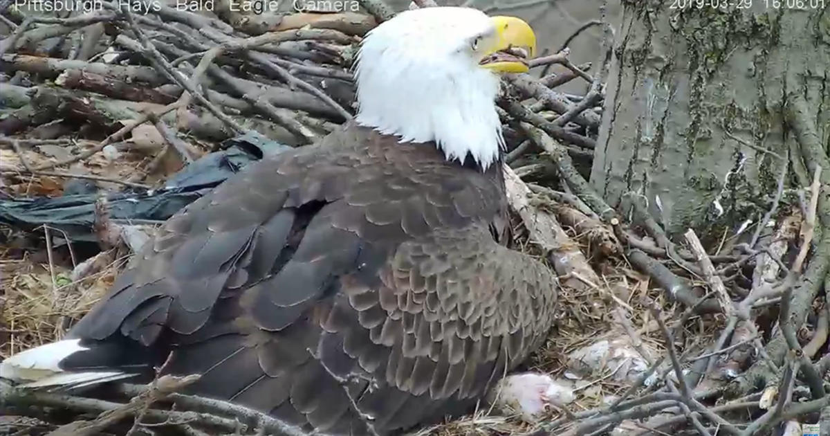 Watch The Hays Bald Eagle Cam - CBS Pittsburgh