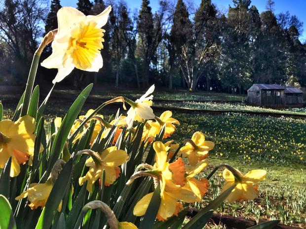 Daffodil Hill Opening 
